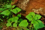 Stinging Nettle - Urtica dioica