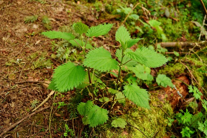 Stinging Nettle (Urtica dioica) Beavercreek Marsh, Vancouver Washington