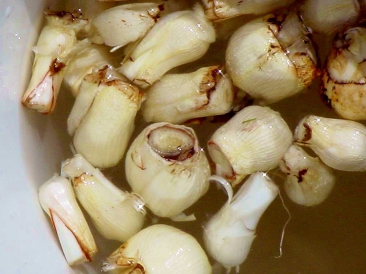 traditional preparation of camas bulb camassia quamash