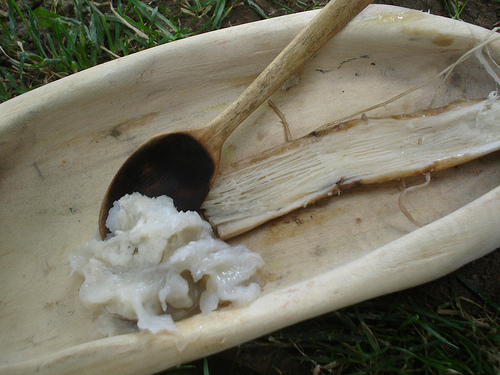 cooked cattail root recipe