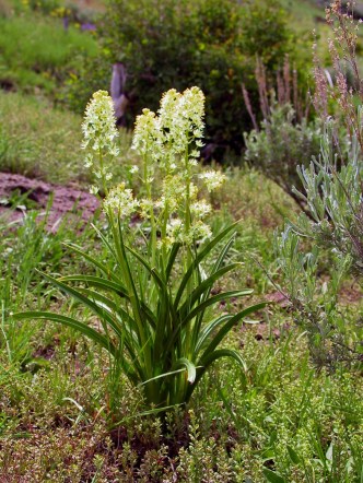 death camas zigadenus venenosus