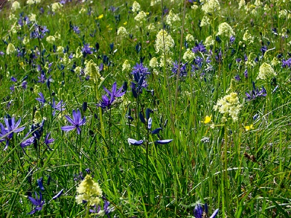 blue common camas vs. death camas camassia