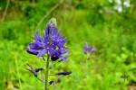 Blue Camas Camassia quamash