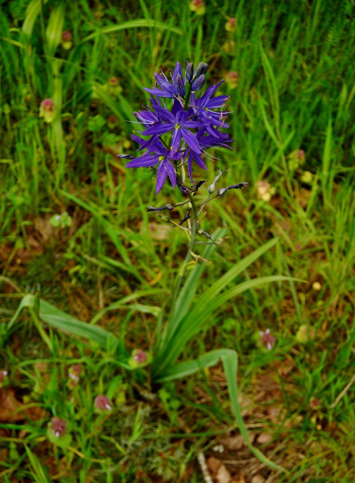 blue camas camassia quamash albany oregon wild edible bulb