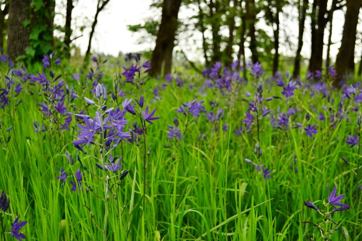 wild edible bulb camas camassia quamash