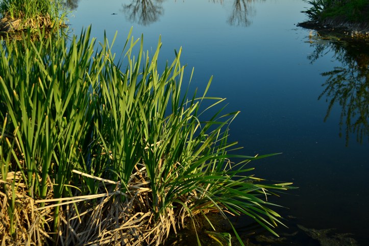 cattail typha growing in a marsh 
