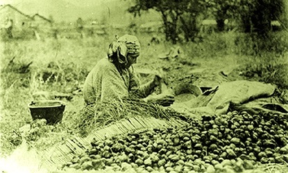 Nez Perce tribe, Camas harvest.