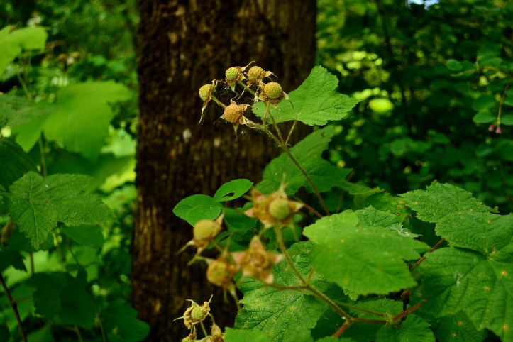 thimbleberry rubus parviflorus the northwest forager hank holly