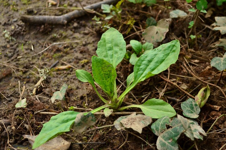 Juvenile Plantain plant in early spring. 
