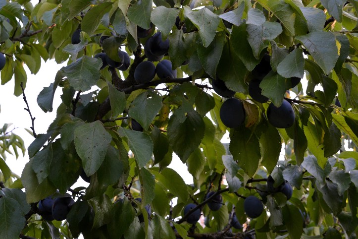 hank holly italian plum urban foraging the northwest forager