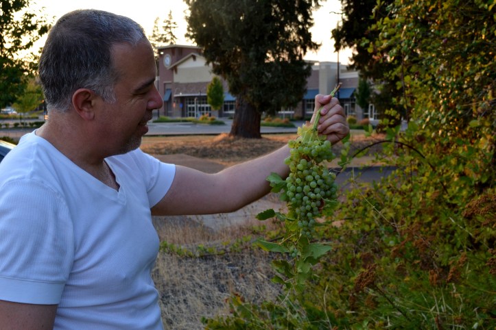 hank holly the northwest forager urban foraging grapes