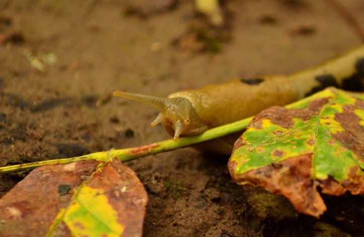 A fellow forager, the Banana Slug - Ariolimax columbianus.