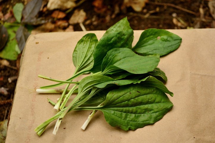 Eat the leaves fresh when young and tender. Once they mature their tough fibers, you will want to cook them.