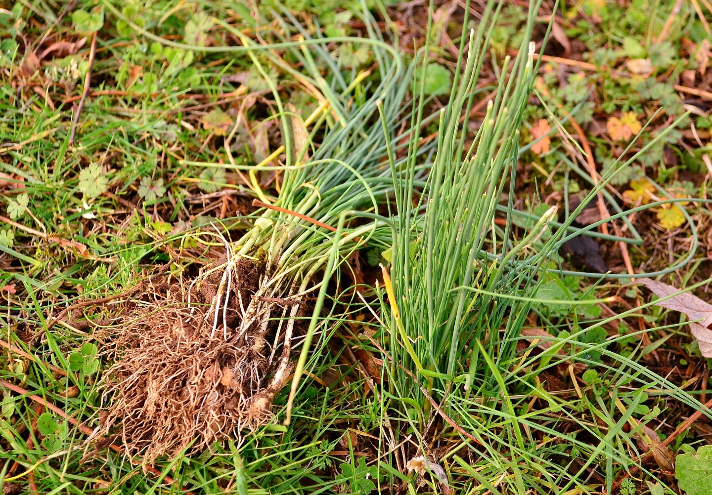 🥕 10 Wild Roots You Can Forage During Wintertime ️ – The Northwest Forager™