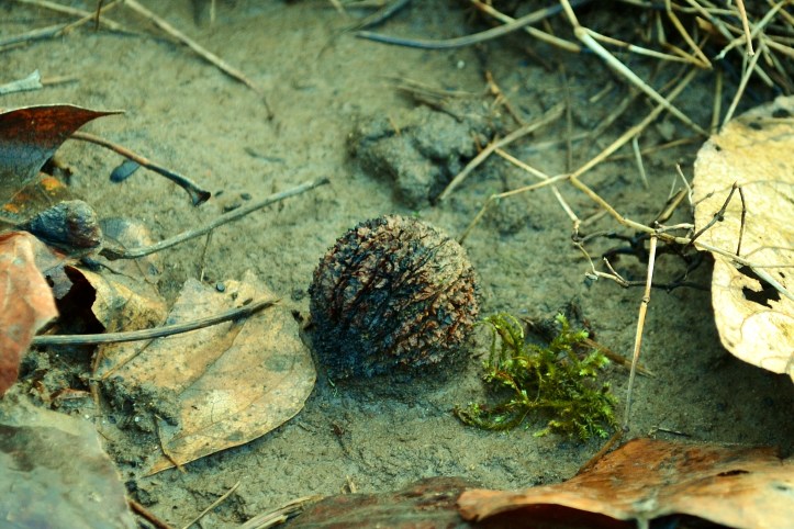 black walnut wild edible the northwest forager