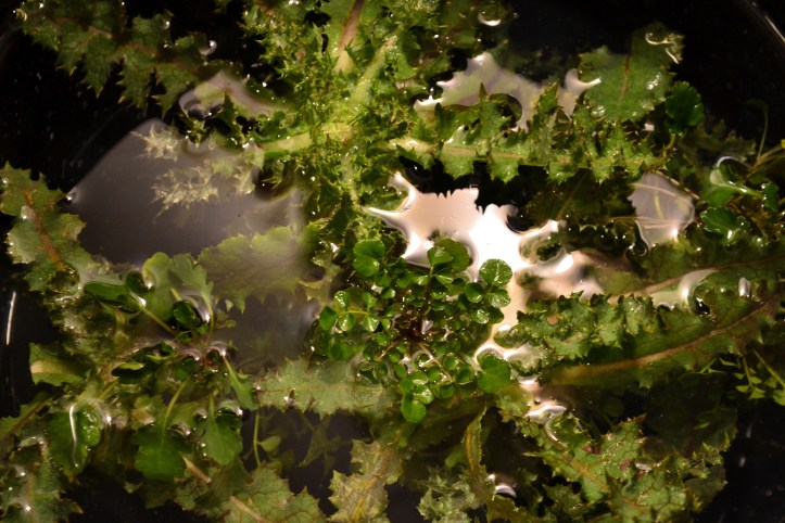 foraging salad sow thistle bittercress oxeye daisy