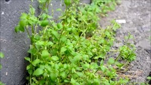 Chickweed