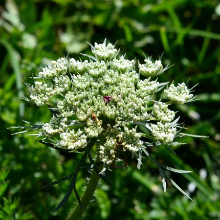 queen anne's lace wild carrot edible