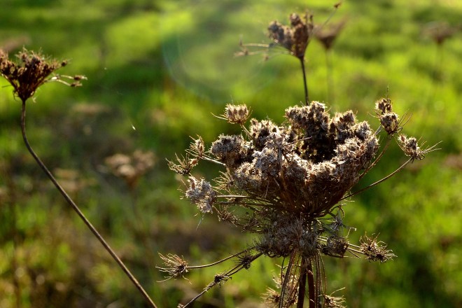 wild edible carrot queen anne's lace