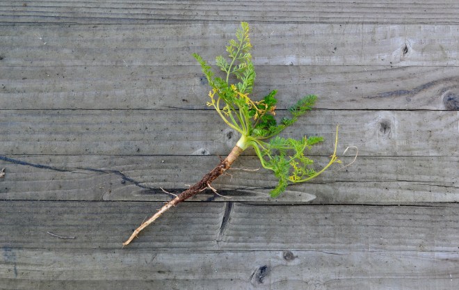Wild Carrot - Queen Anne's Lace (Daucus carota)
