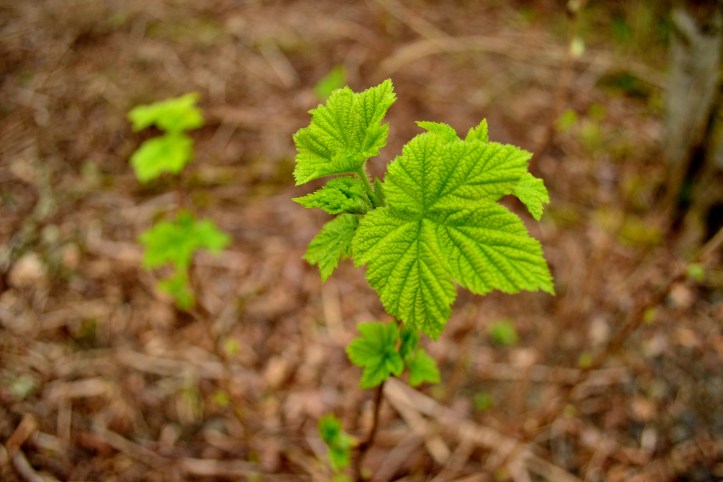 To my Surprise, Thimbleberry has already sprung its fresh edible shoots. 