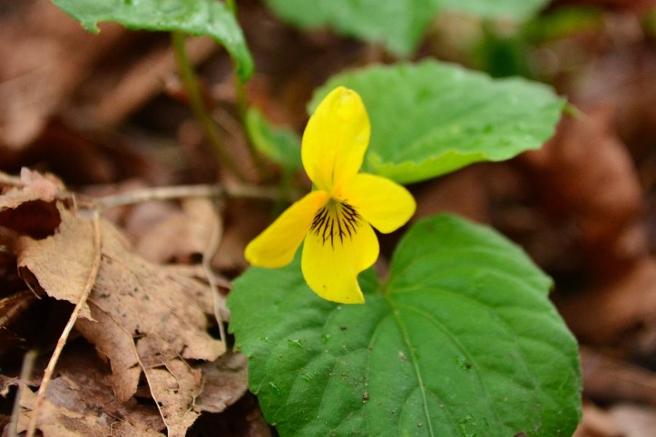eating yellow violets