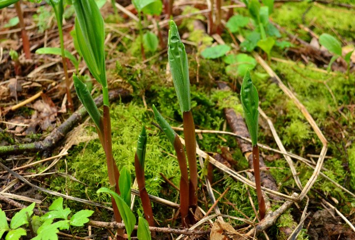 solomon seal wild edible