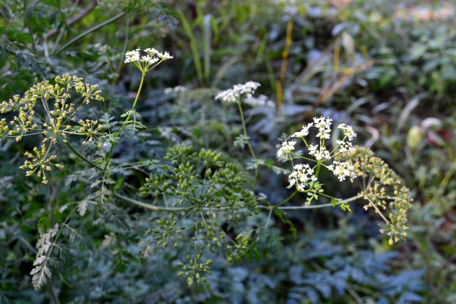 hemlock flower