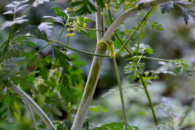 hairless stalk white film