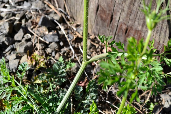 carrot stalk