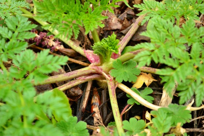 hairless purple stem