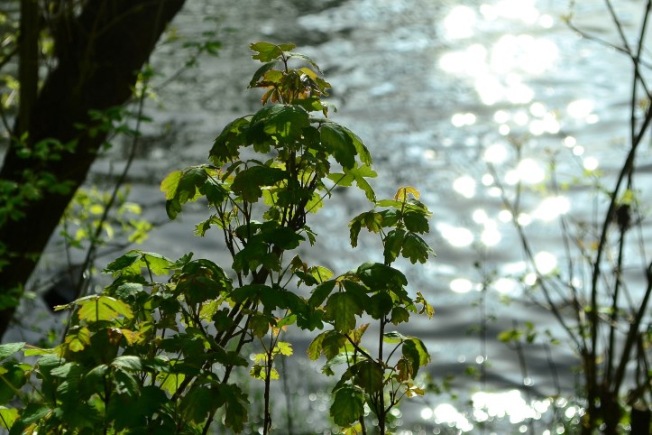 Poison Oak growing along the Calapooia River.