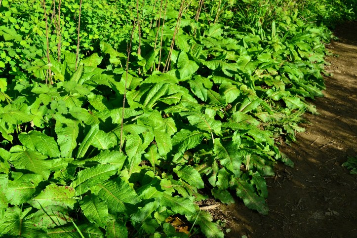 I stumbled upon this healthy patch of the Broadleaf Dock – Rumex obtusifolius.