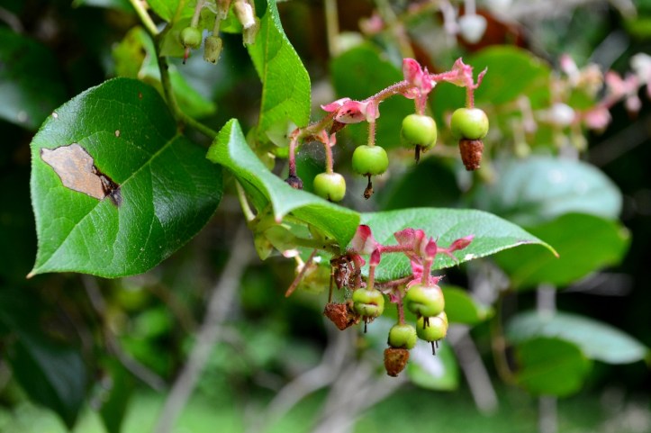 unripe fruit