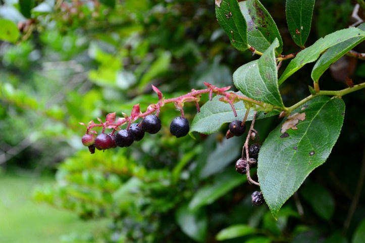 salal