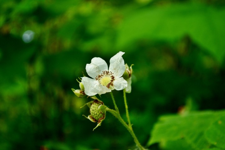 Thimbleberry Flower