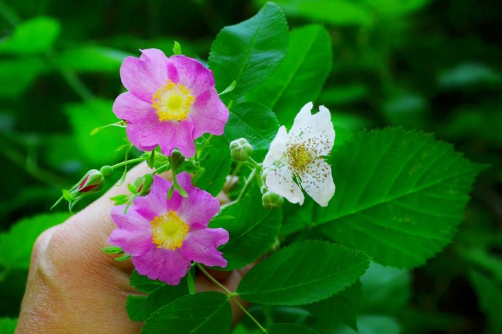 Rose flower compared to blackberry flower