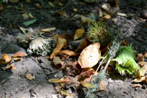 the northwest forager by hank holly