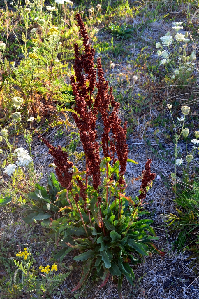 Curly Dock , Rumex