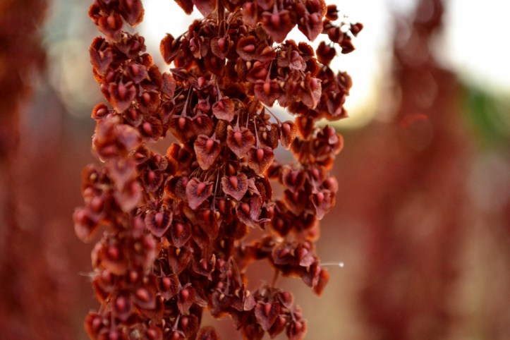 curly dock rumex seeds 