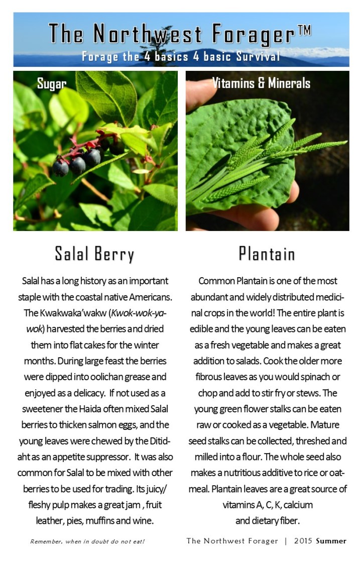 the 4 basics by the northwest forager